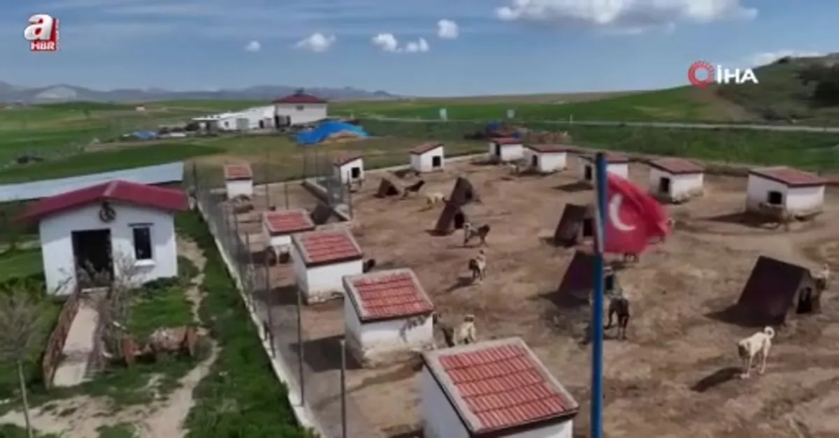 Kangal köpeğine talebi arttı