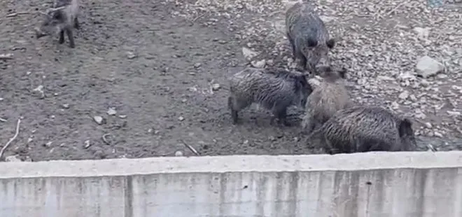 Görüntüler İstanbul’dan! Aç kalan domuzlar şehir merkezine indi