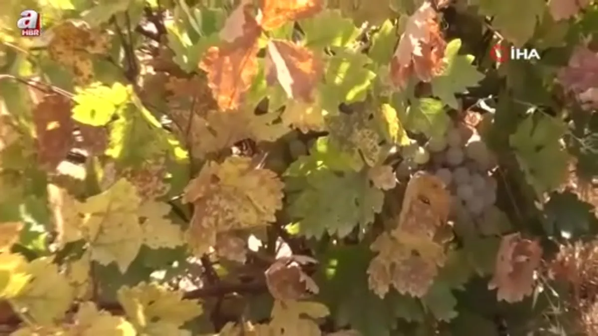 Batman’da bağbozumu heyecanı başladı