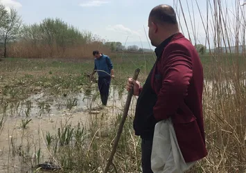 Tarladan balık topladılar |Video