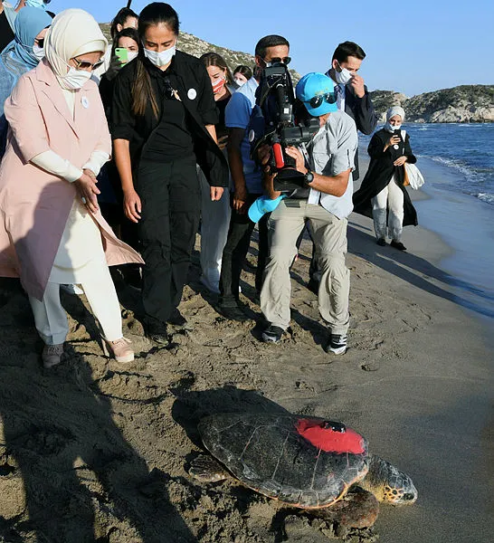Emine Erdoğan ve Bakan Murat Kurum kaplumbağaları denize uğurladı