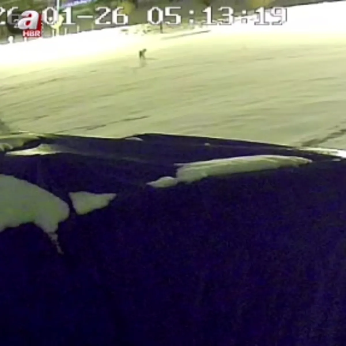 Aç kalan kurtlar köpeği parçaladı