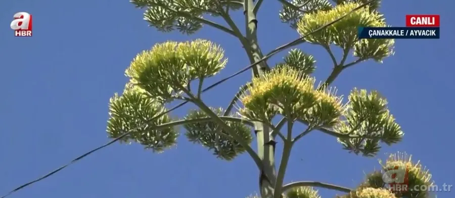 Agave Americana çiçeği Çanakkale Ayvacık'ta bulundu 5