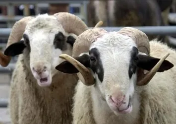 FETÖ kurbanlıkları bayramdan önce kesmiş!