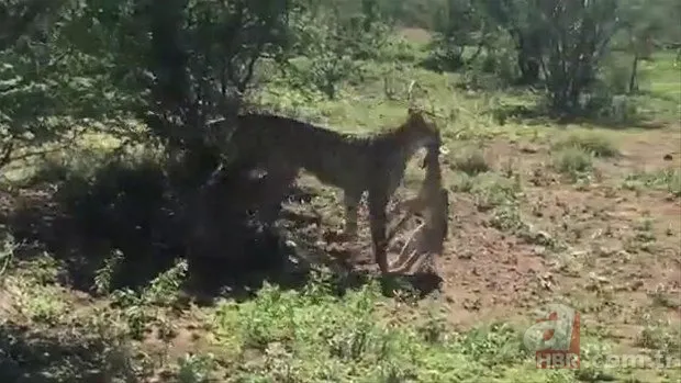 Zürafa aslanlara yem olmaktan kurtulamadı! Vahşi doğanın acımasız yüzü 21
