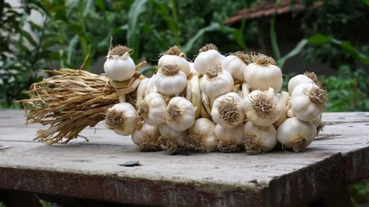 Coğrafi işaretli Taşköprü sarımsağında hasat başladı