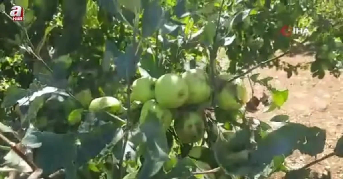 Konya'da dolu etkili oldu