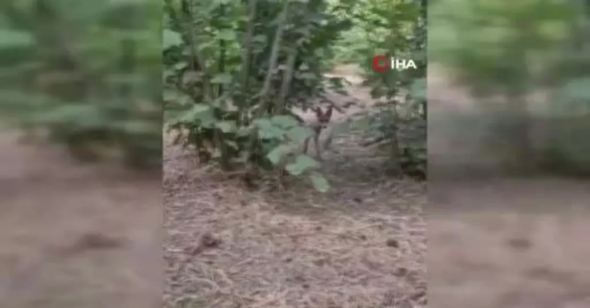 Yavru tilki ile bahçede sohbet etti
