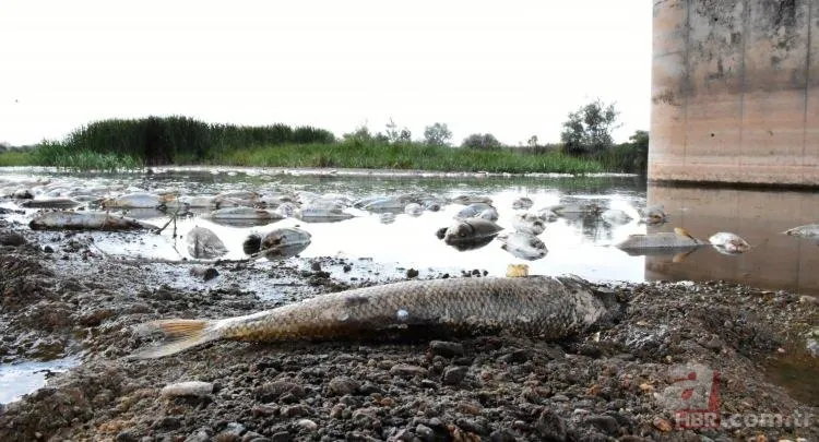 Kızılırmak'tan korkutan görüntü! Balık ölümlerinin sebebi belli oldu 3