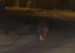 İzmir’de akılalmaz ayı saldırısı! Balkondan alıp 20 metre sürükledi