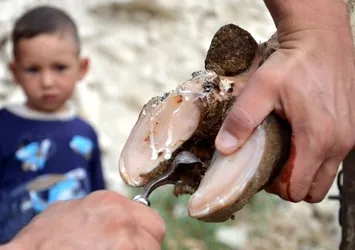 "Pedikürü" yapılan inek daha çok süt veriyor