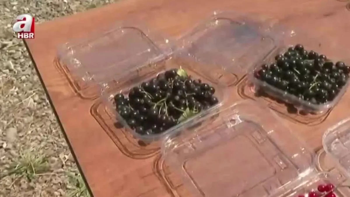 Ankara'da aromatik bitki ve meyve üretimi