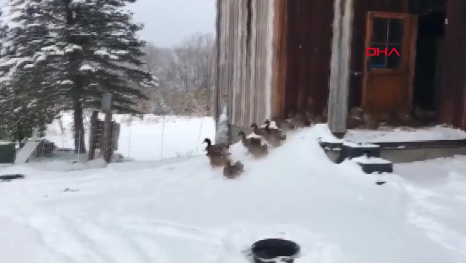 ABD'de ördeklerin kar keyfini soğuk böldü