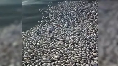 İzmir körfezi can çekişiyor!