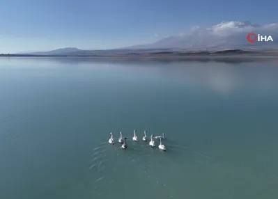 Süphan Dağı manzarasında kuğu dansı