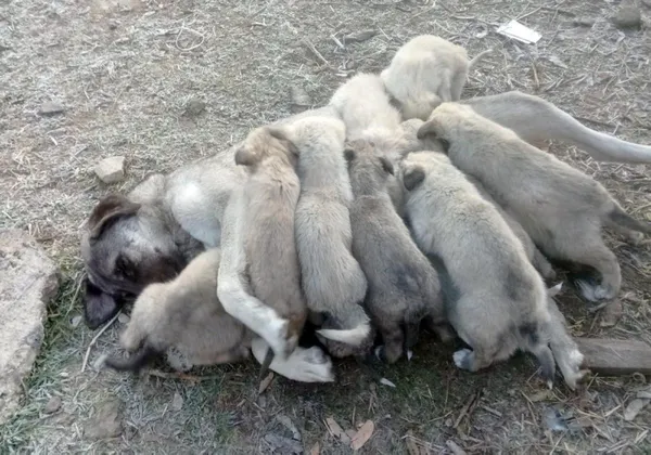 1639463717274.jpg Erzurum soğuğu köpekleri de vurdu! Tencere kaynadı onlar ısındı - 2