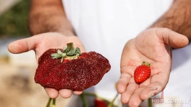 Yetiştirdiği çilek hayrete düşürdü! 45 günden fazla sürdü... Guinness Rekorlar Kitabı'na girdi 3