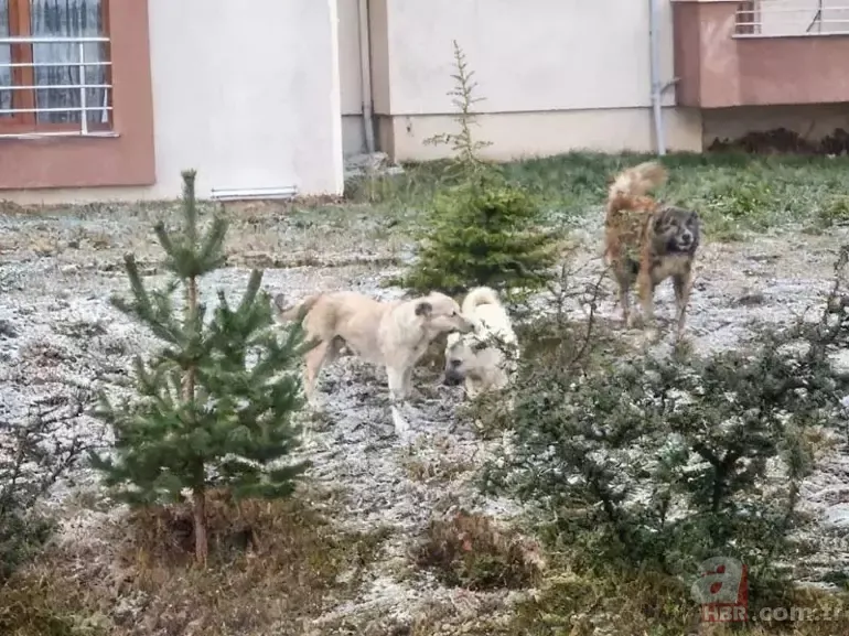Okul yolunda dehşet anları! Sokak köpekleri öğrencilere ardından kadına böyle saldırdı 4