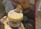 Yılan zehrinin kandaki inanılmaz etkisi!