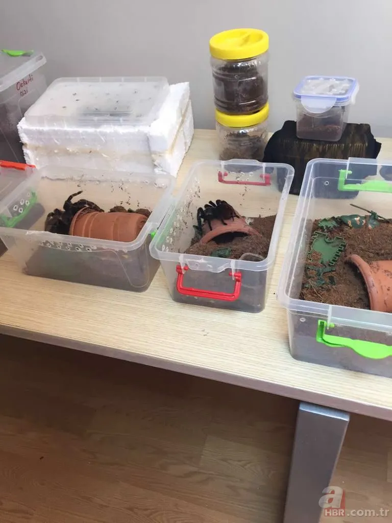 Terör operasyonundan tarantula çıktı 11