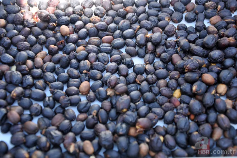 Türkiye’de bir ilk! Tropikal bahçede kahve meyvesi yetiştirdi, kilosunu 400 TL'den satıyor 3