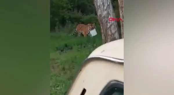Tuttuğu bir kova balığı kaplana kaptırdı | O anlar kamerada... - 3