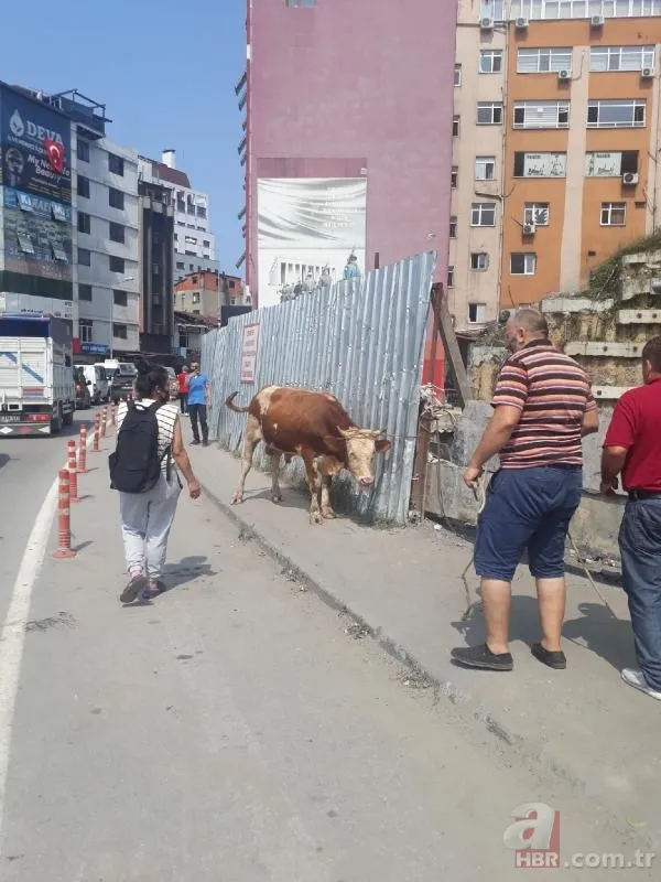 Kurban Bayramı'na saatler kala hareketli dakikalar! Kiminin kolu çatladı, kiminin boğası kaçtı 1