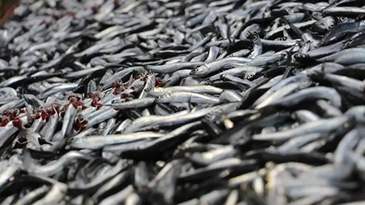 Bolu'da fırtına balık tezgahlarını vurdu