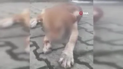 Sokak köpeğinin gözlerini oydular