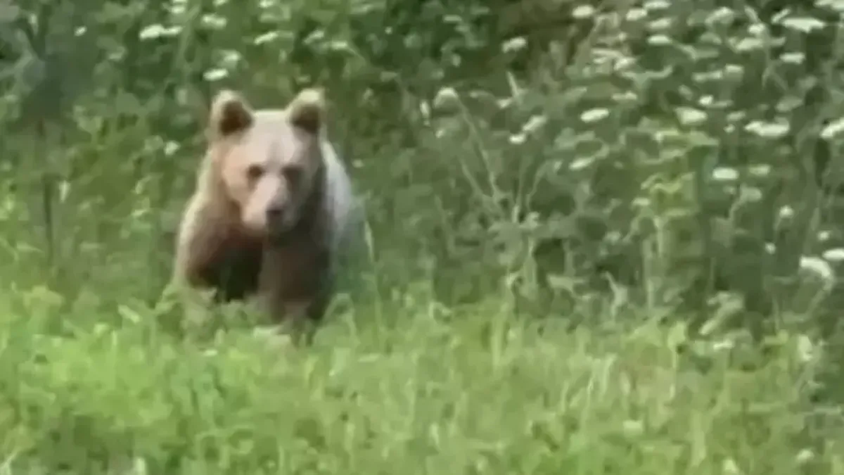 Bartın'da bahçeye gelen ayı görüntülendi