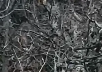 Nesli tükenme tehlikesi altında! Tunceli'de ortaya çıktılar