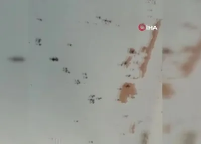 Gönen’de kara sinek istilası