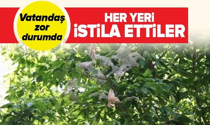İstanbul’da tırtıllar bir mahallenin kabusu oldu! Vatandaş şikayetçi