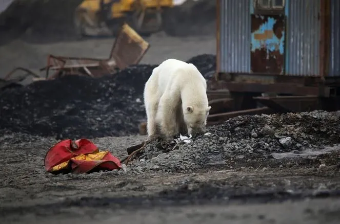 Sibirya’da aç kalan kutup ayısı şehre indi