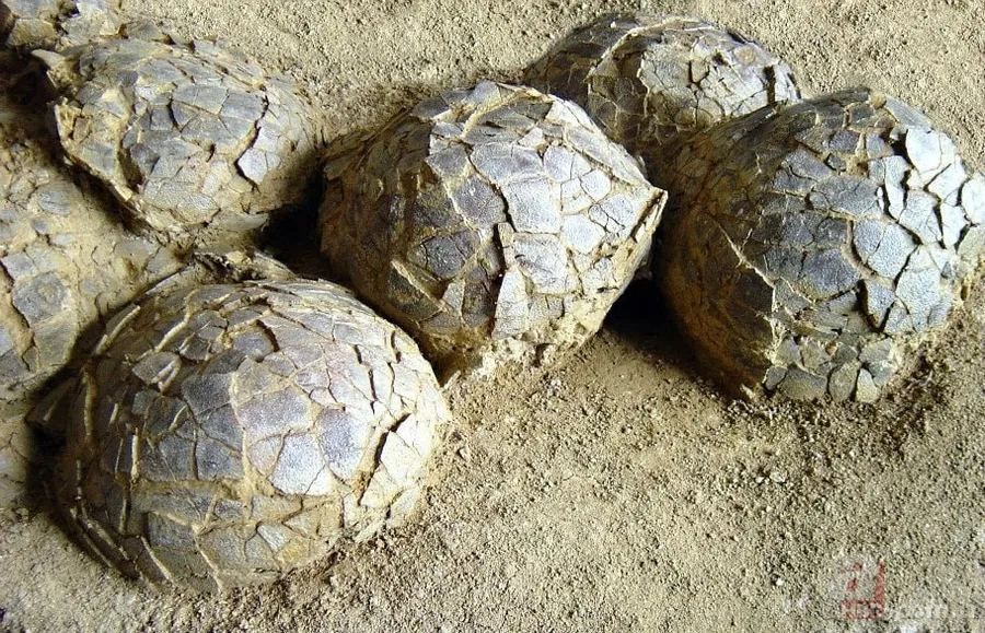70 milyon yıl sonra bulundu: Yüzlerce dinozor yumurtası bir arada 2