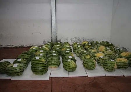 Güvercin gübresi ile özel olarak üretildi! Sır gibi saklanan 64 adet karpuz korumaya alındı: Nedeni şaşkına çevirdi