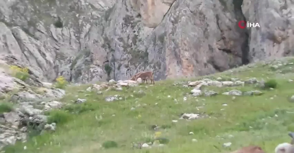 Tunceli'de iç ısıtan görüntü! Munzur Dağlarında dağ keçileriyle birlikte otlayan inek sürüsü kameraya yansıdı