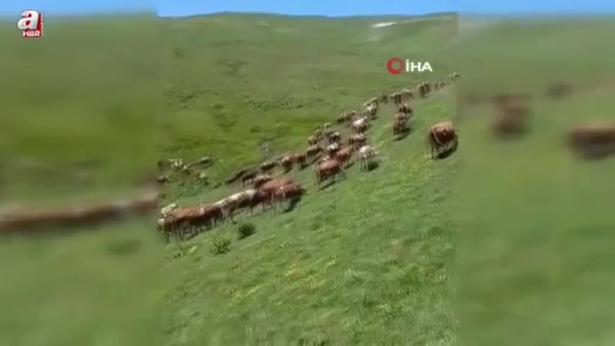 Posof’ta yayla mevsimi başladı