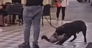 İzmir’de yasaklı ırk köpek dehşeti!