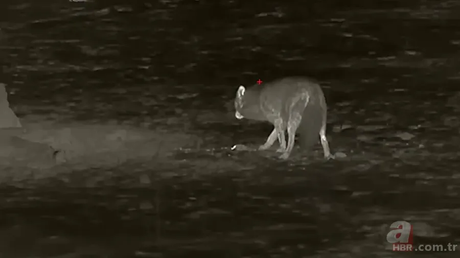 Kurtlar inek çiftliğini bastı! Sığırlarını kaybeden sahibi çözümü katliamda buldu | Bu görüntüler dehşete düşürdü 5