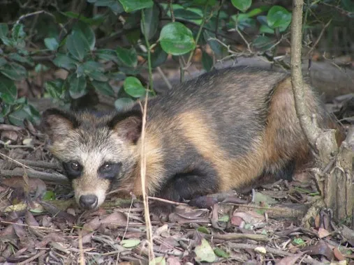 Türkiye’de ilk kez görülen koronavirüs şüphelisi rakun köpeği için uyarı - 1