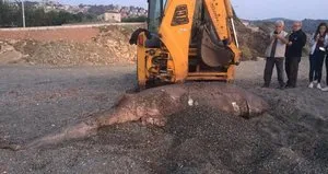 İzmir’de 1 tonluk köpek balığı karaya vurdu