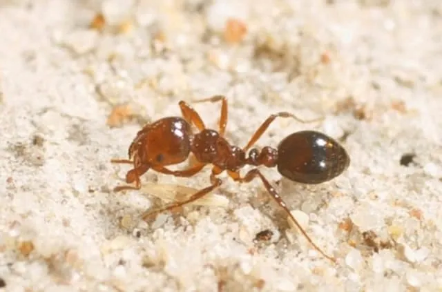 Ateş karıncaları Avustralya’da tehlike saçıyor