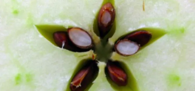 Bu çekirdekleri asla yutmayın: Siyanür etkisi yapabilir