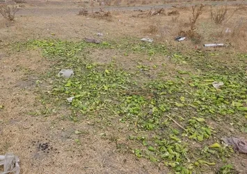 Sosyal medyada "biber" görüntülerine yalanlama