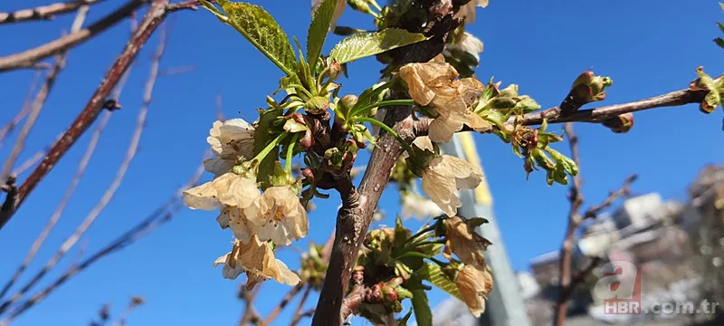 Şehir şehir zarar gören ürünler listesi: Fındık, Ceviz, Kiraz... Türkiye'de Zirai Don Haritası ortaya çıktı! 9