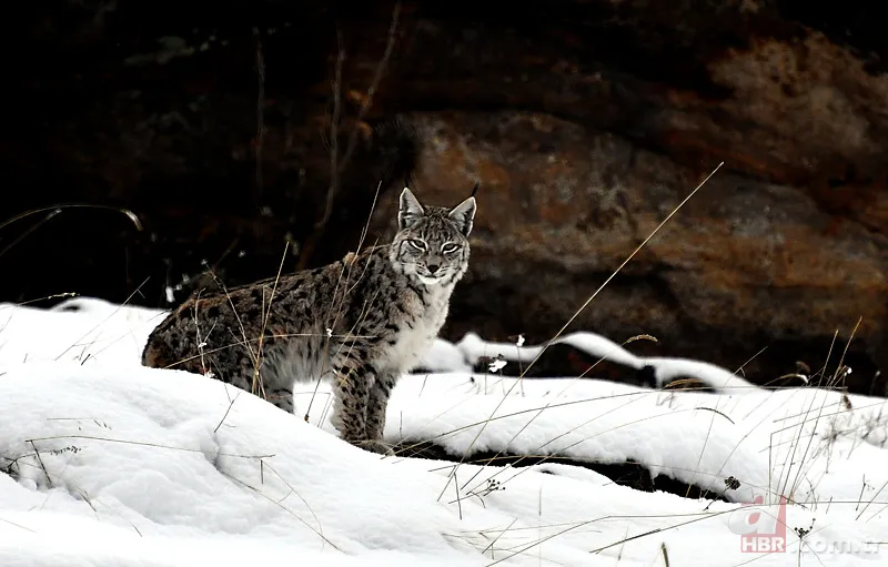 Nesli tehlike altındaki Kafkas vaşağı gündüz avlanırken görüntülendi! Vahşi doğa belgesellerini aratmadı 7