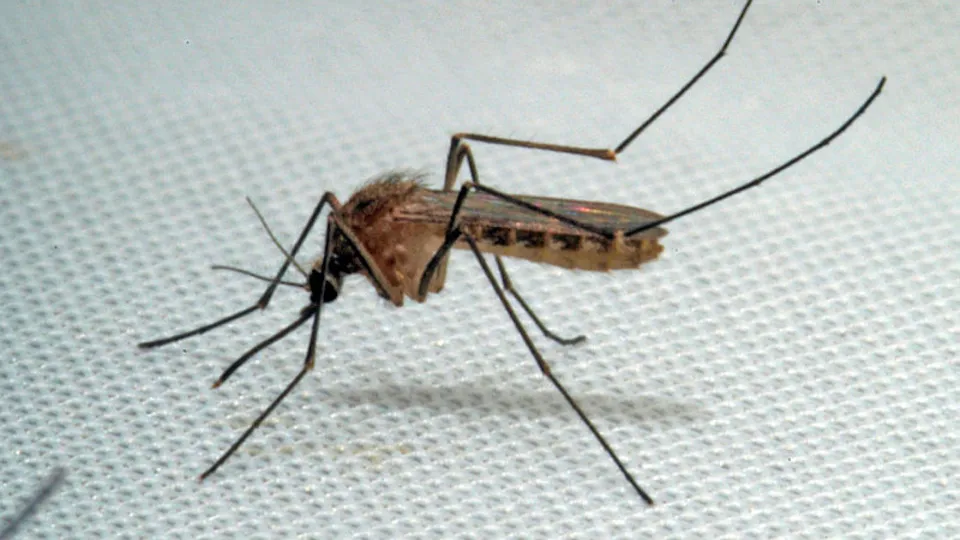 Sivrisinekler Adana’yı istila etti! |Video