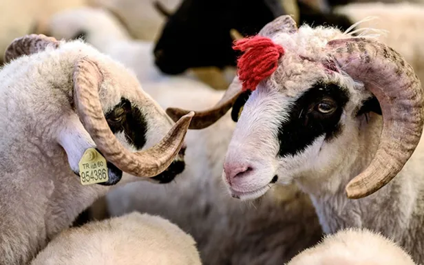 Kurban keserken nelere dikkat edilmeli? Kurban kestikten sonra kılınan namaz nedir, kaç rekat?