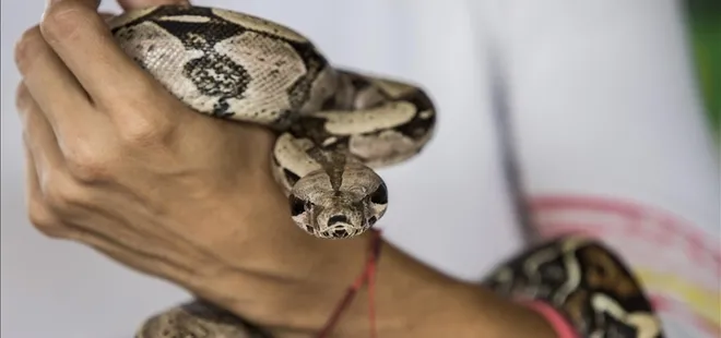 ABD’li adamın 18 yıllık tehlikeli alışkanlığı yeni panzehir çalışmalarına ilham oldu
